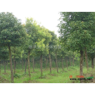 供应二次移植香樟