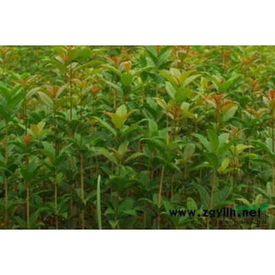 湖南美景园林供应精品2-6公分香樟