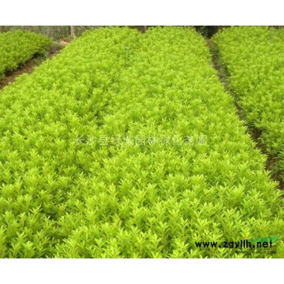 低价供应各种规格香樟树 香樟