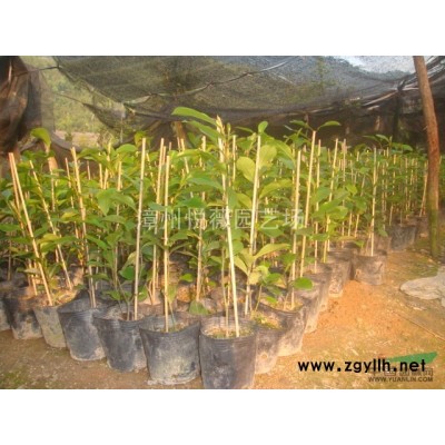 芭蕉叶紫花含笑