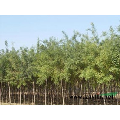 速生柳，107速生杨，毛白杨，国槐，白蜡，千头椿，垂柳等绿化