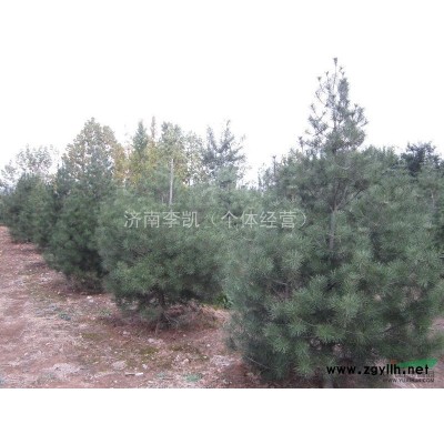 出售山东济南苗圃一个