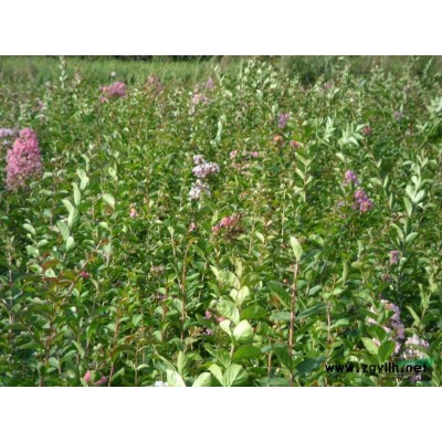 紫薇小苗1米-1.5米0.8元每棵，桂花树直径10公分以上