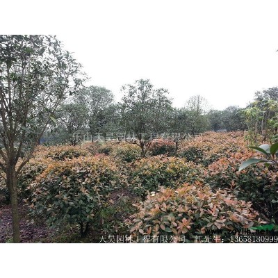 出售香樟树10-15、15-20、20-25、25-30cm