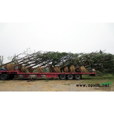 香樟、桂花、朴树、栾树