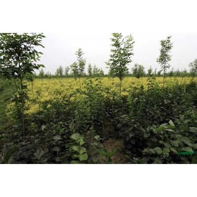 供应8cm/10cm/12cm/15cm/20cm榆树