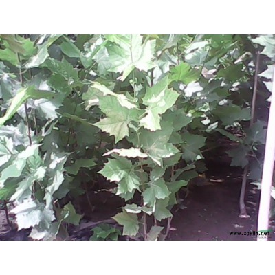 法桐苗及各种全冠绿化苗木