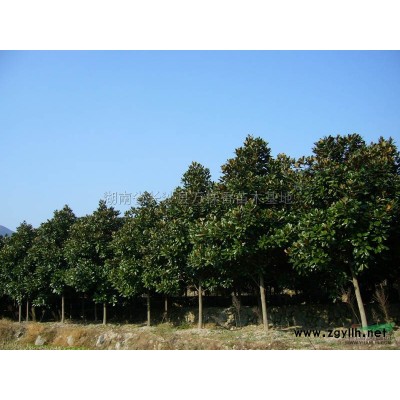 湖南特色苗(香樟、桂花、广玉兰、香泡、杨梅、罗汉松、红花继木等)