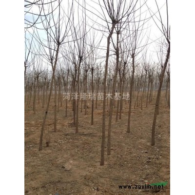 山东隆瑞苗木基地低价出售国槐