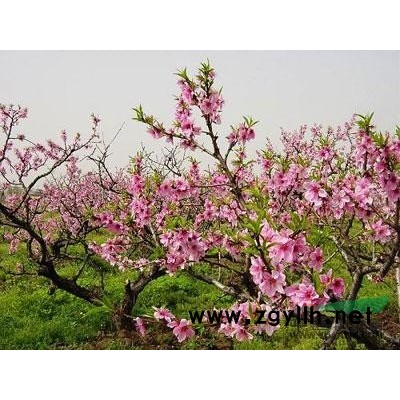 供应各品种红枫