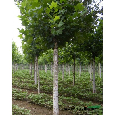 供应12公分-15公分法桐