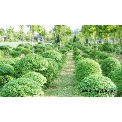 山西省襄汾县小苗圃