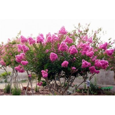 紫薇，30-70公分