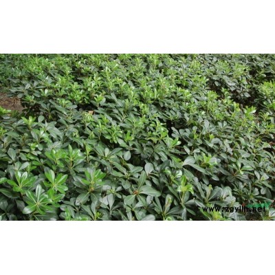 经营苗木种类与规格