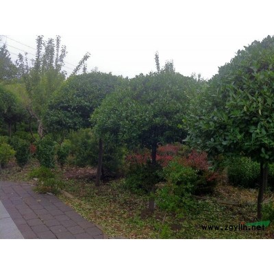 出售高杆扶芳藤球及高干北海道球