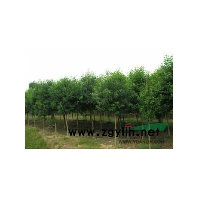 银杏、垂柳、金丝柳、竹柳、柳树、栾树