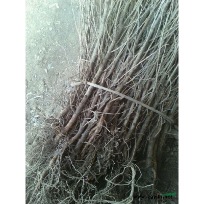 落叶松树苗50公分