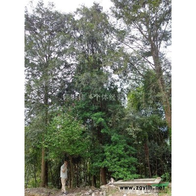 各类红豆杉、八月桂