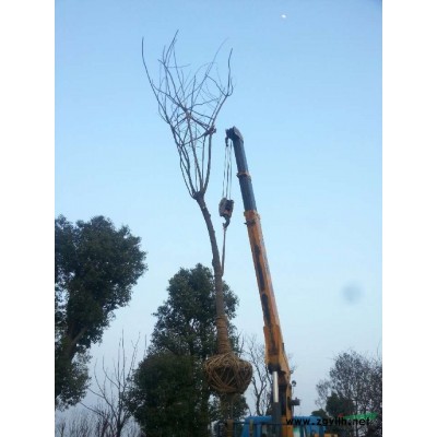 供应黑松，合欢，红叶石楠等苗木