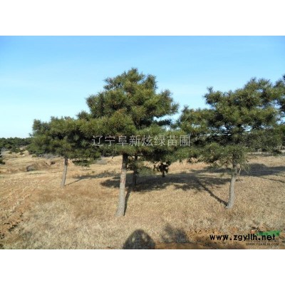 供应3米--6米油松