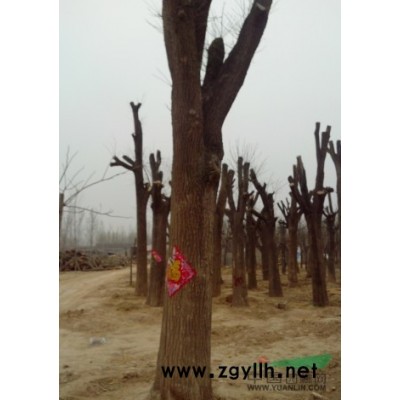 哪里的国槐树便宜？