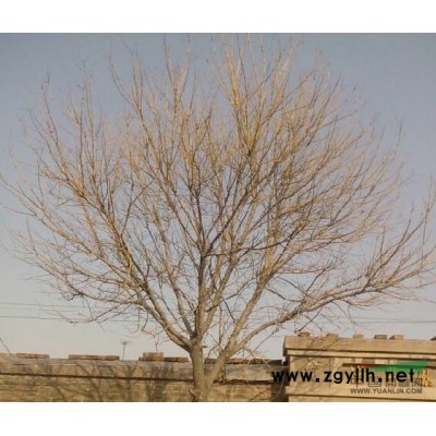 出售金枝槐10至15的1000棵行道树原生冠