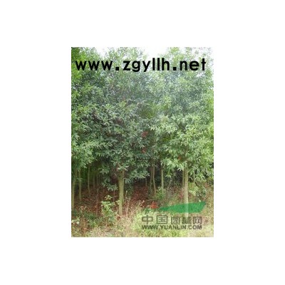 大量苗木品种*急需处理