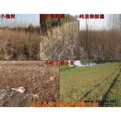 哈尔滨供应樟子松