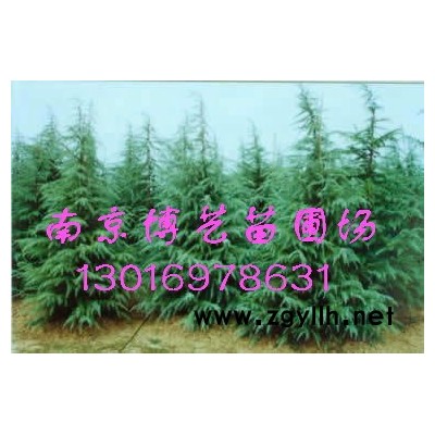 雪松"基地”常年特价