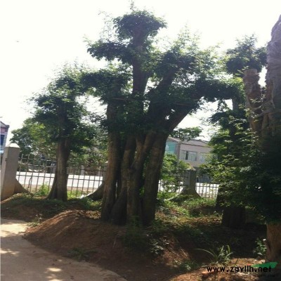 对节白蜡古树盆景