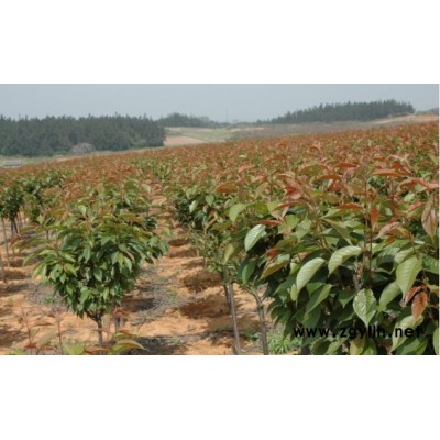 浙江嵊州鸡爪槭