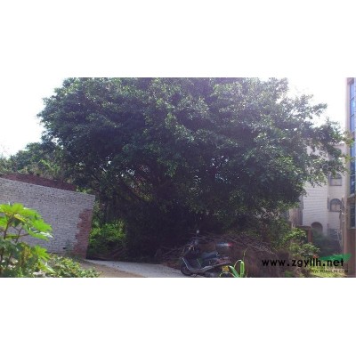特大榕树出售