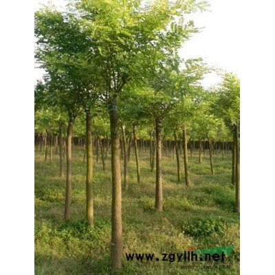 供应国槐，合欢，法桐等绿化苗木