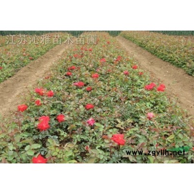 黄杨，瓜子黄杨，大叶黄杨，金边黄杨