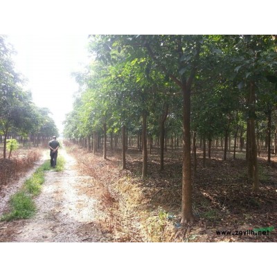 广东佛山供应优质蓝花楹、落叶乔木、8-11cm