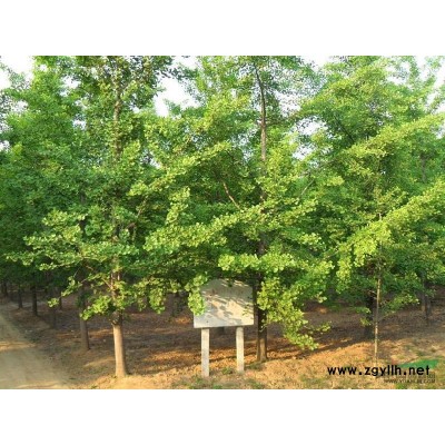2-60公分银杏树