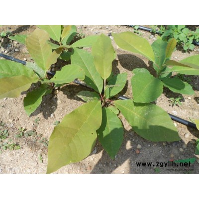 日本厚朴，日本厚朴苗，丹东日本厚朴，丹东日本厚朴苗。