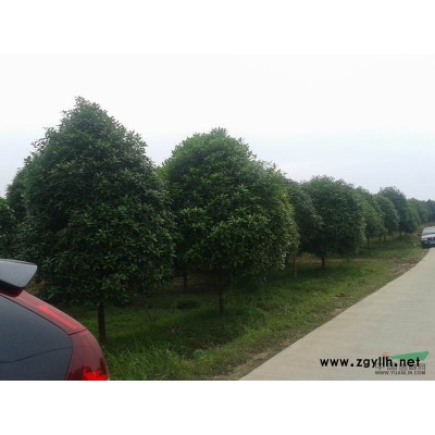 5-18公分的桂花苗木出售