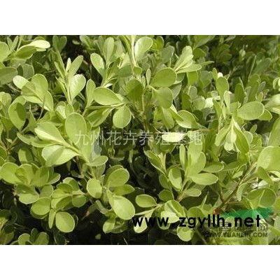 青州常年供应红叶小檗