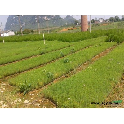 马尾松、美国湿地松带营养杯大量低价出售