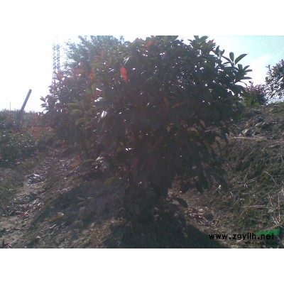 高杆红叶石楠树、篱笆红叶石楠、毛球红叶石楠，及桂花树