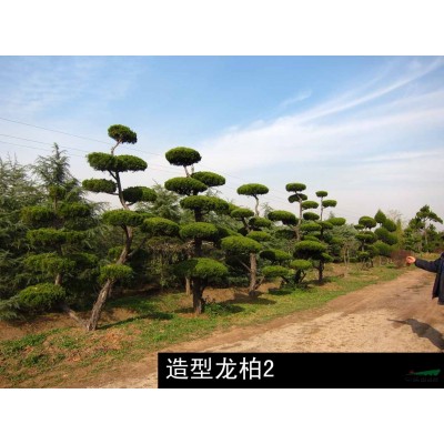 低价销售大量绿化苗木【含精品大规格苗木】