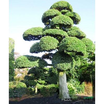 精致造型日本罗汉松