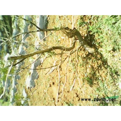 出售野生小黄杨 马林光 水红树 盆景毛胚