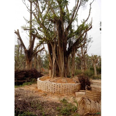 大量香樟地苗，大中型细叶榕，20-30绿化芒，各类灌木