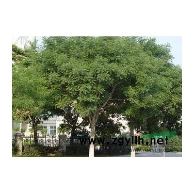 上 海国槐等各种规格全冠、半冠截干，带土球和裸根。价格