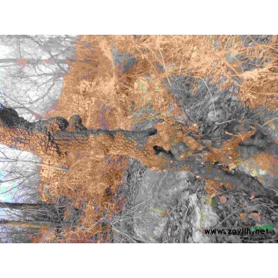 百年古树  百年国槐  国槐 奇树