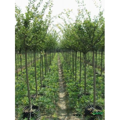 垂丝海棠价格 胡氏园林专业报价