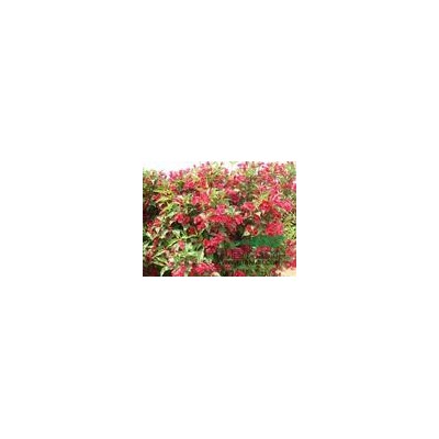 基地直供栾树小苗