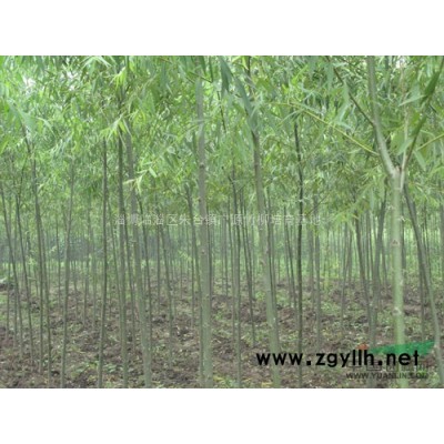 沿海滩涂扦插造林专用竹柳